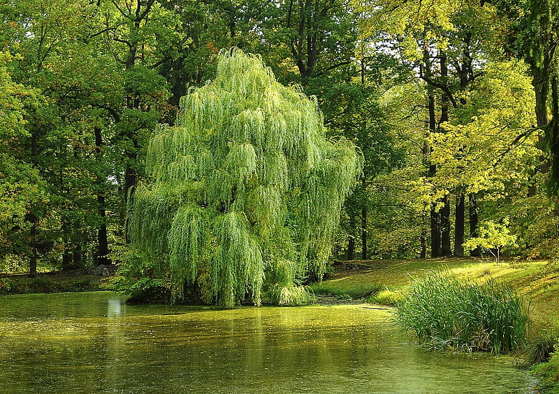 What is the real meaning of sacrifice?
ACIM Manual for Teachers 13 P2