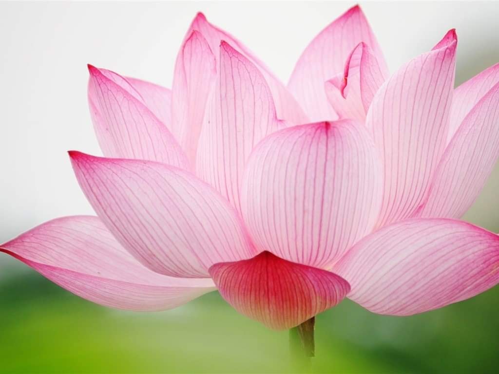 ACIM Workbook Daily Lesson 238