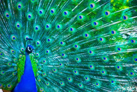 ACIM Chapter 3, III. Perception versus Knowledge, P 5.
The Bible tells you to know yourself, or to be certain. Certainty is always of God.