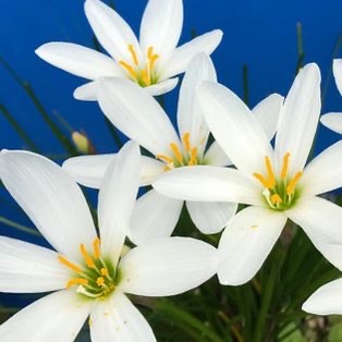 ACIM Chapter 3, V. Beyond Perception, P 8, 9.
Forgiveness is the healing of the perception of separation.
