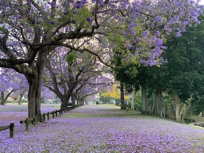 ACIM Chapter 4, III. Love Without Conflict, P 1, 2