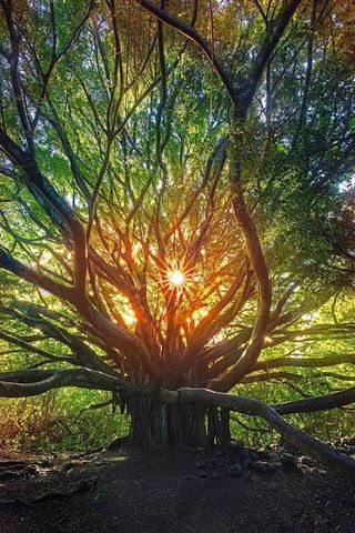 ACIM Chapter 6. II.The Alternative to Projection P 11
