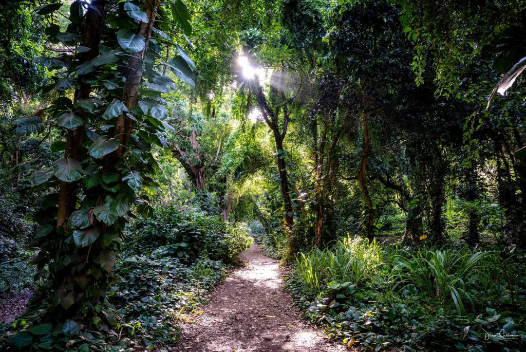 ACIM Chapter 6. IV. The Only Answer, P8, 9