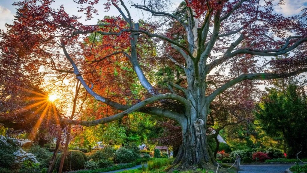 ACIM Chapter 9. III. The Correction of Error P 4-6